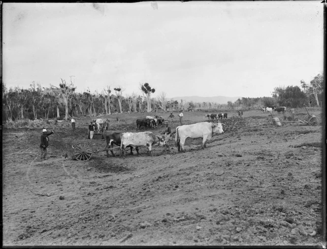 Clearing land at Kaitaia for river straightening