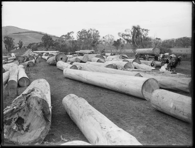 Kauri logs, Northland