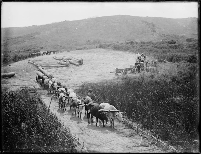 Bullock teams, Northland