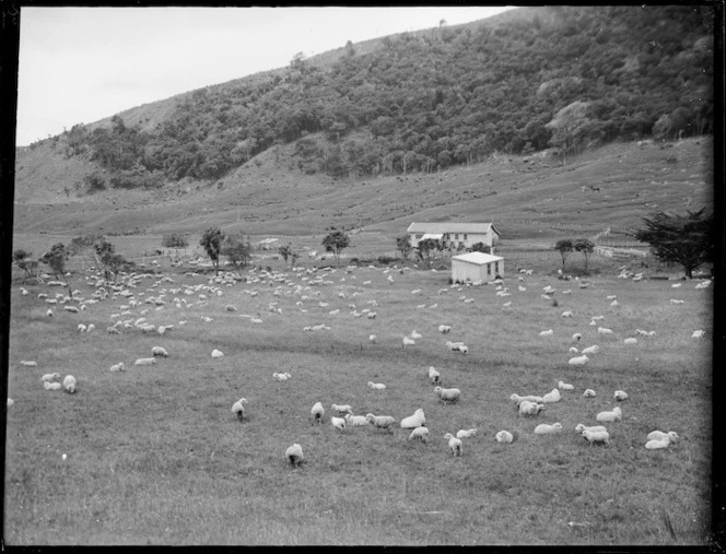 Sheep grazing, Northland Region