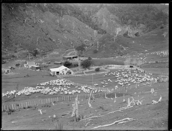 Sheep farm, Northland Region