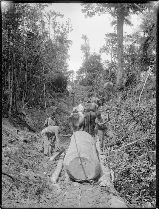 Preparing a kauri log for transportation by a bullock team, Northland