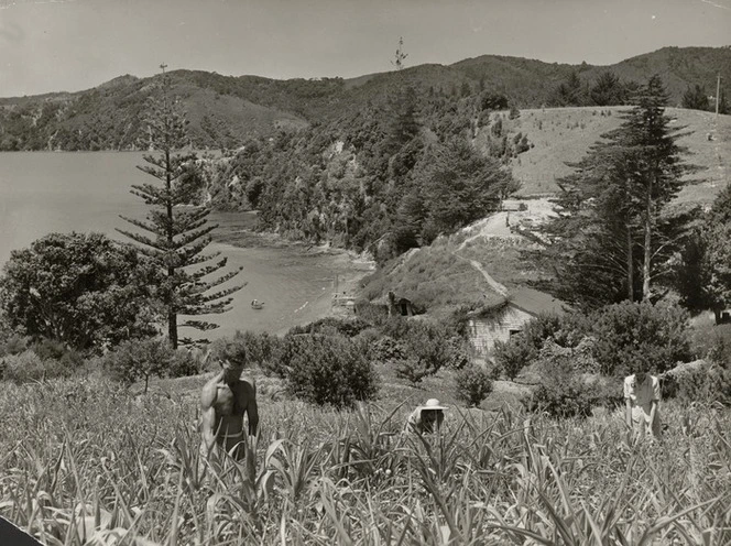 View of Okiato, Bay of Islands