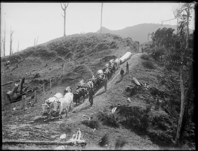 Bullock team, Northland