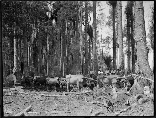 Bullock team, Northland