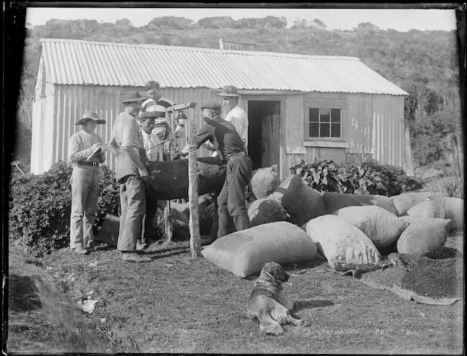 Weighing kauri gum on buying day, Northland