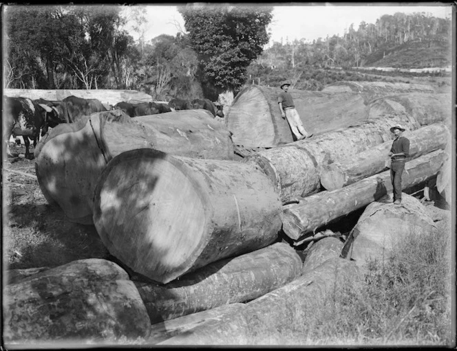 Timber workers beside kauri logs, Northland