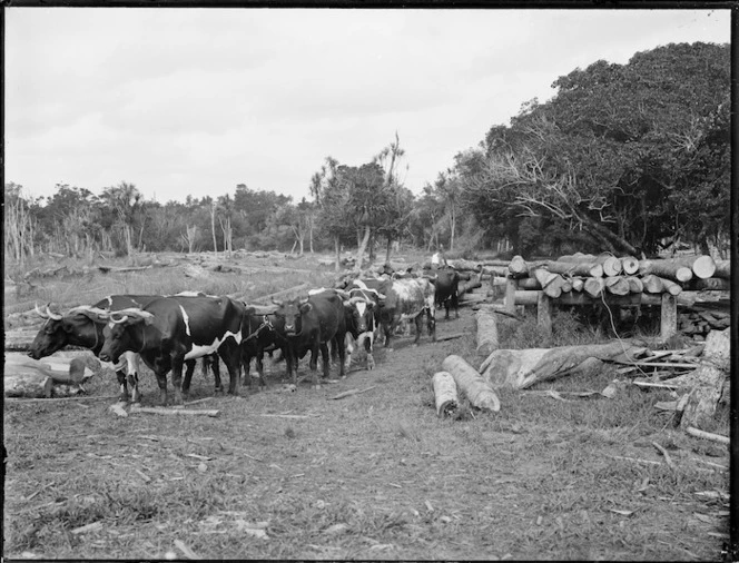 Bullock team, Northland