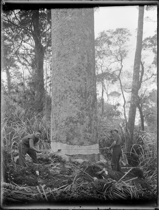 Two timber workers sawing a kauri tree, Northland