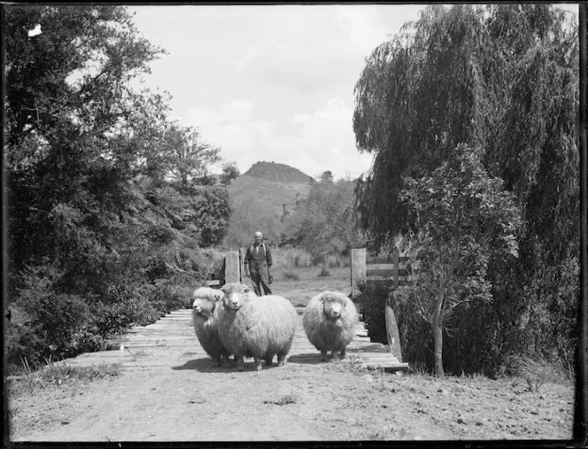 Sheep crossing a wooden bridge, Northland