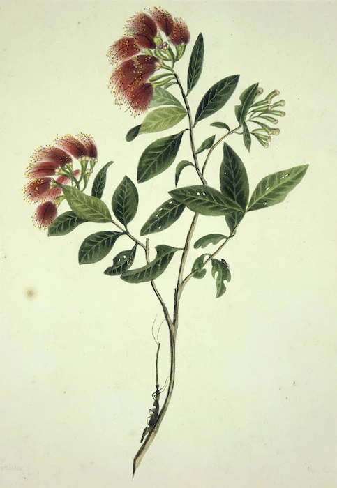 King, Martha 1803?-1897 :The rata, in flower. Drawn by Miss King. [1842] Day & Haghe. London, Smith, Elder [1845]