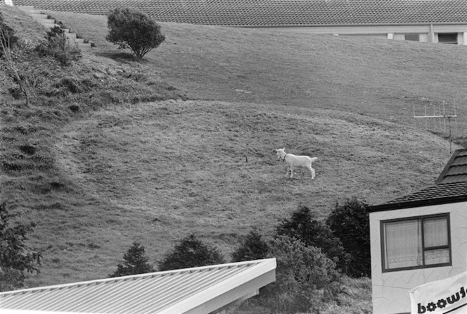 A goat called Patrick Mower - Photograph taken by Ross Giblin