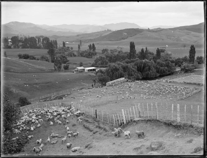 Sheep farm, Northland