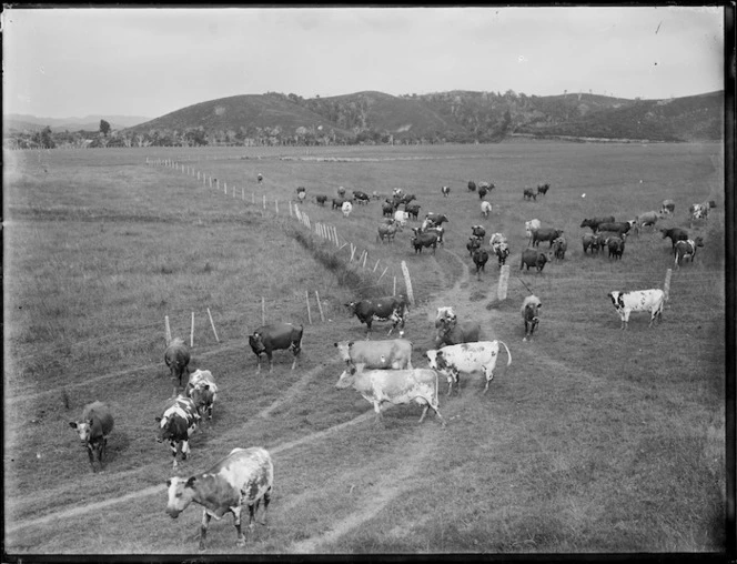 Pastoral view with dairy cows, Northland