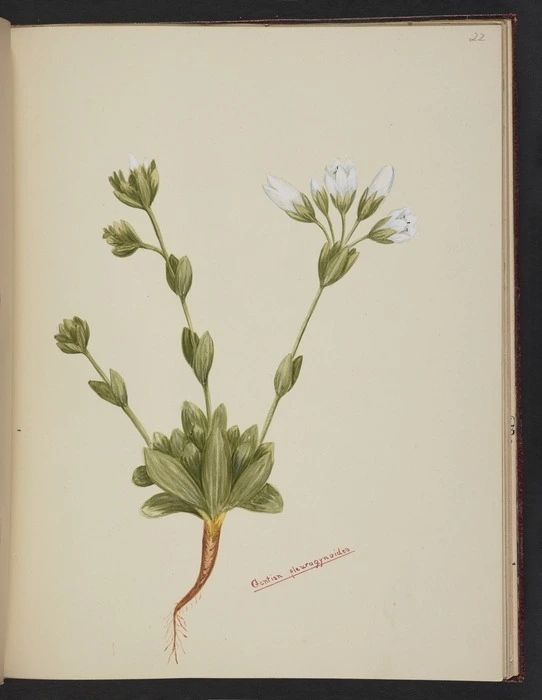 Burton, Clelia, 1878-1952 :Gentian pleurogynoides. [ca 1900]