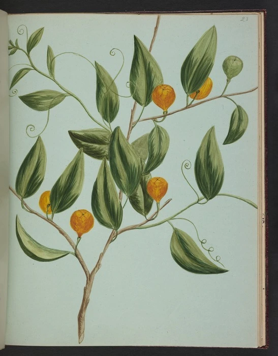 Burton, Clelia, 1878-1952 :[Tetrapathea tetandra. Native passionfruit ca 1900]