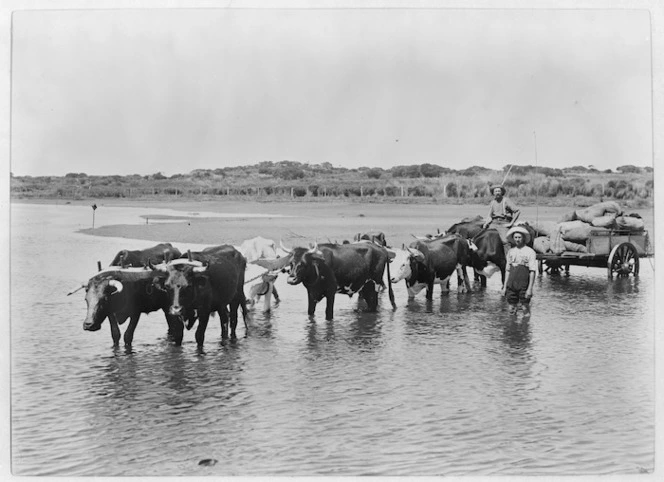 Bullock wagon with a load of gum, Northland