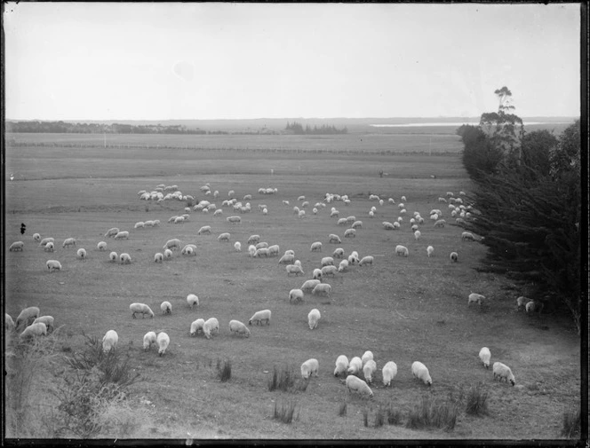 Sheep grazing, Northland