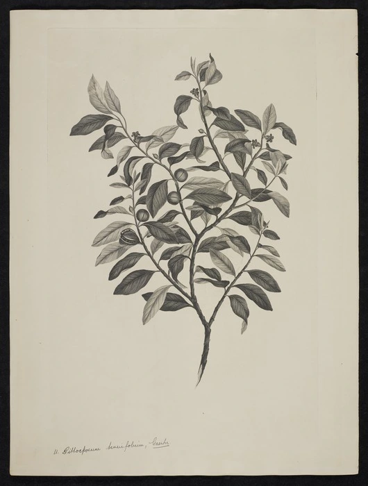 Parkinson, Sydney, 1745-1771: 11. Pittosporum tenuifolium. Gaertn. [Pittosporum tenuifolium (Pittosporaceae) - Plate 412]