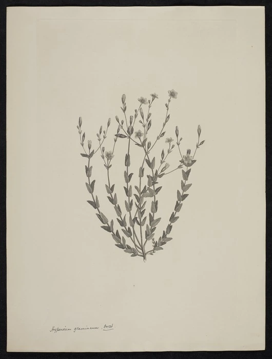 Parkinson, Sydney, 1745-1771: Hypericum gramineum. Forst. [Hypericum gramineum (Guttiferae) - Plate 417]