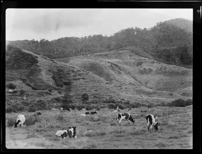 Cows in a paddock, Kuaotunu