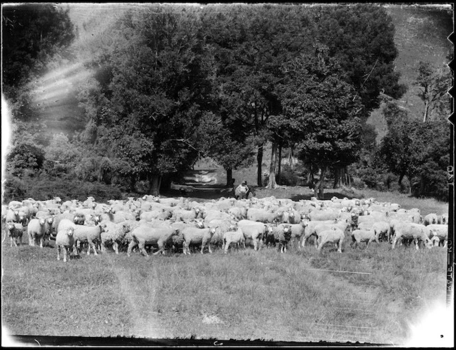 Sheep and trees, Mangamahu