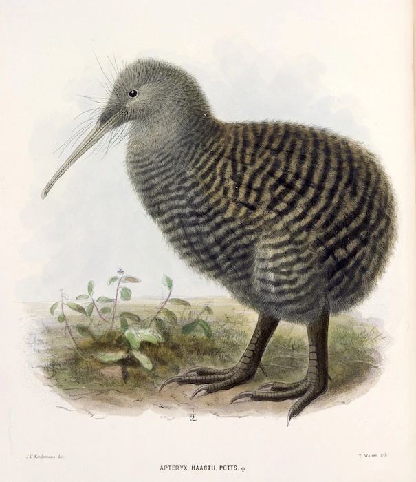 Keulemans, John Gerrard, 1842-1912 :Apteryx haastii. Potts. [female]. / J. G. Keulemans delt. T. Walter, lith. 1/2 [size]. [1876]