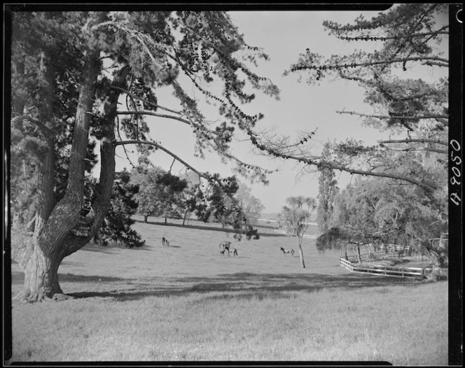 Alton Lodge Stud, Te Kauwhata, Waikato