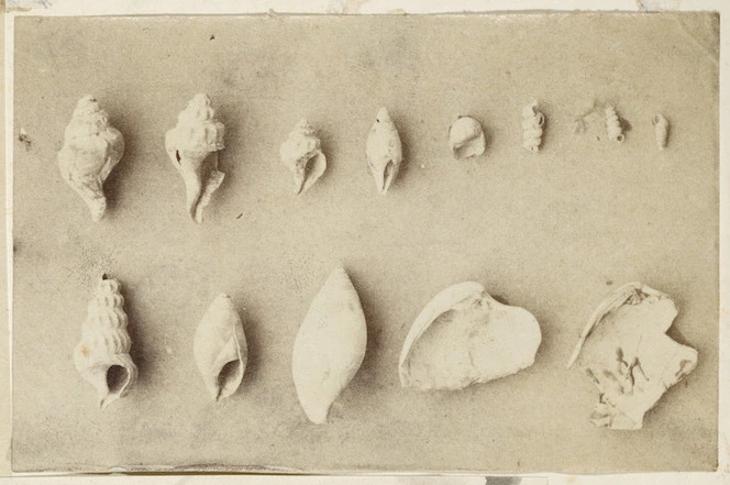 [Buchanan, John], 1819-1898 :Fossils. [ca 1856-1890]