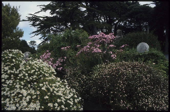 Wild flowers in Bolton Street Cemetery, Thorndon, Wellington