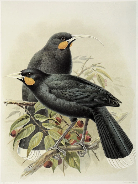 Keulemans, John Gerrard 1842-1912 :Huia (male and female). Heteralocha acutirostris.(Three-fifths natural size). / J. G. Keulemans delt. & lith. [Plate II. 1888].