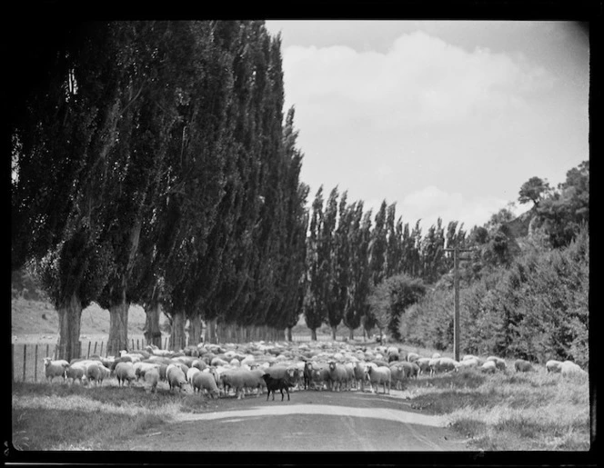 Sheep walking along a road by poplars, Mangamahu