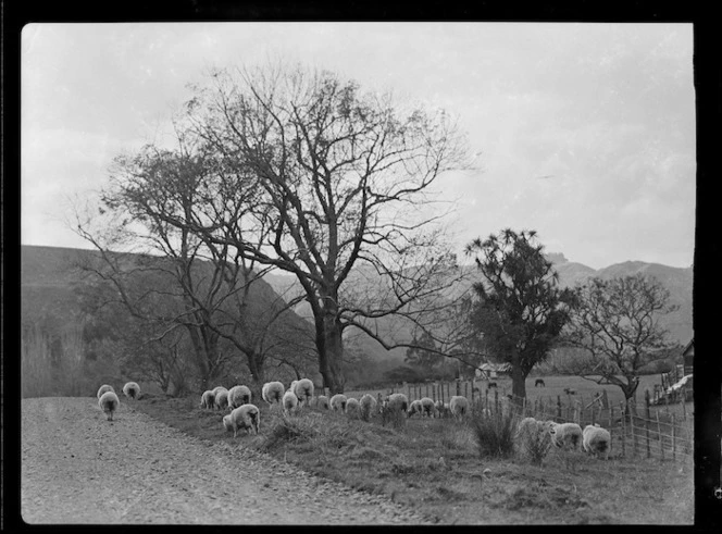 Sheep grazing beside road, Raorikia