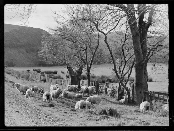 Sheep grazing beside road, Raorikia