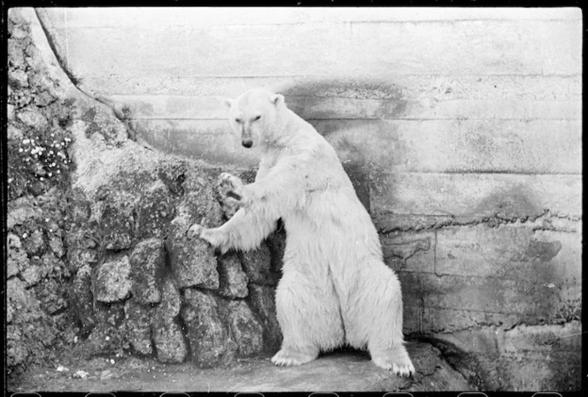 Polar bear at Wellington Zoo