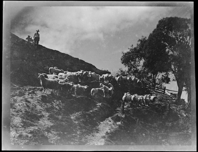 Sheep walking along a track, Mangamahu