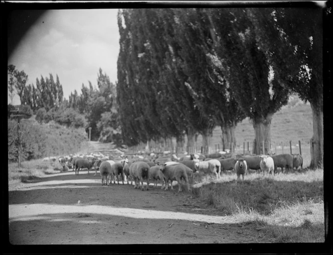 Sheep walking along a road by poplars, Mangamahu
