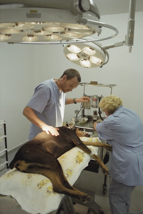 Veterinary surgeon and nurse prepare to operate on a dog - Photograph taken by Phil Reid