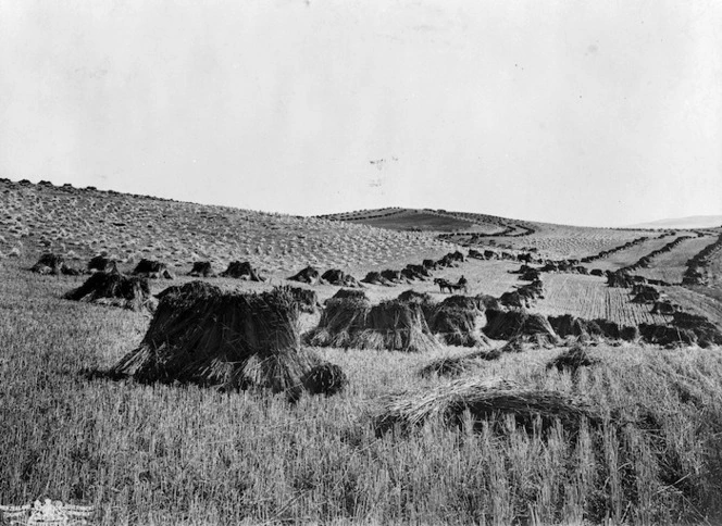 Wheatfields on Mr K Evans' estate at Clifton, Waikari, Canterbury