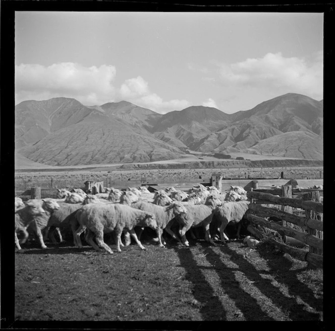 Newly shorn sheep, Manuka Point Station, Canterbury