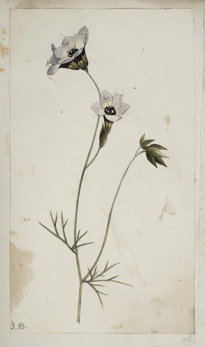 [Buchanan, John], 1819-1898 :[Unidentified wildflower. 1850-1860s].