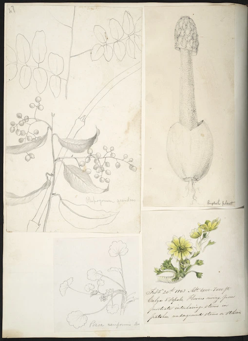 [Buchanan, John] 1819-1898 :Feb. 20th 1863 [Flower studies]