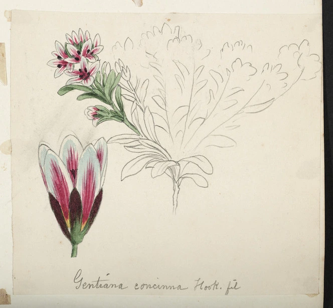 [Buchanan, John], 1819-1898 :Gentiana concinna. Hook.fil. [ca 1863]