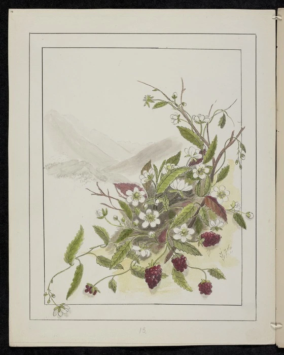 Harris, Emily Cumming, 1837-1925: Rubus parvus - Mountain bramble. [1890-1896].