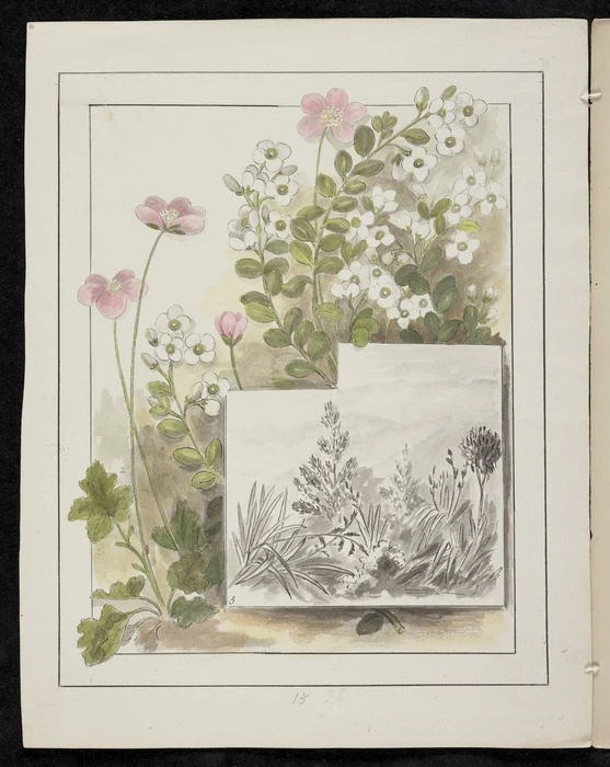 Harris, Emily Cumming 1837?-1925 :Veronica macrantha. Geum uniflora. Small trees and flowers on mountain slopes. [1890-1896].