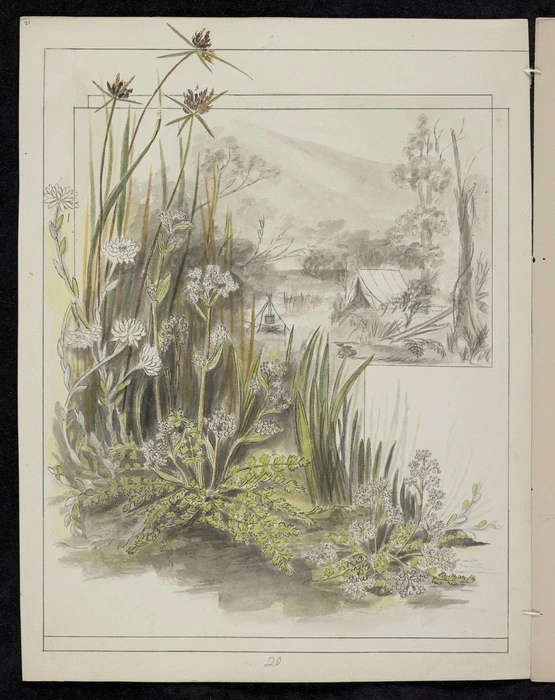 Harris, Emily Cumming 1837?-1925 :Gnaphalium bellidioides. Ligusticum aromaticum. Cyperus ustulatus. [1890-1896].