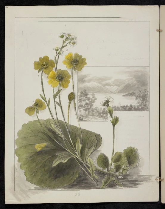 Harris, Emily Cumming 1837?-1925 :Ranunculus insignis. Senecio lautus. Geum albiflorum. Lake Rotoiti. (Nelson). [1890-1896].