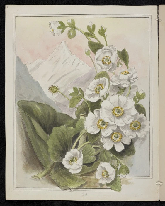 Harris, Emily Cumming 1837?-1925 :Mount Cook lily - Ranunculus Lyallii. [1890-1896].