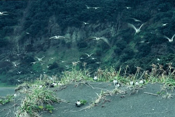 Sooty terns take flight