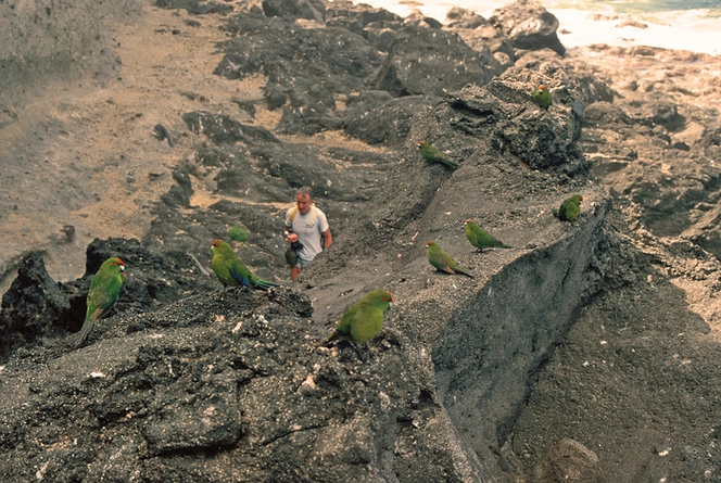 Cluster of Kermadec red-crowned parakeets on the rocks